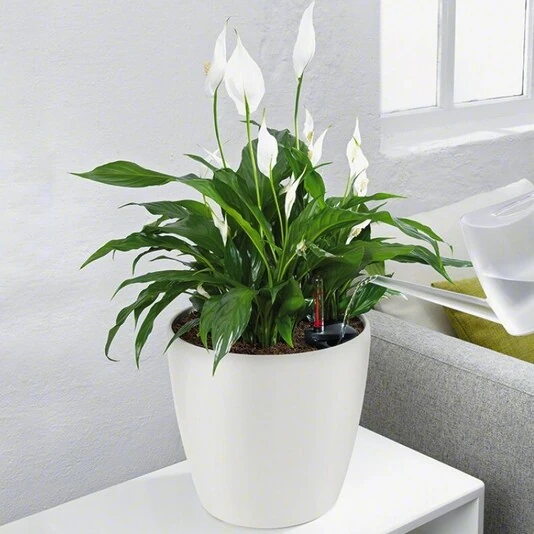 Спатифиллум Рондо Spathiphyllum Rondo