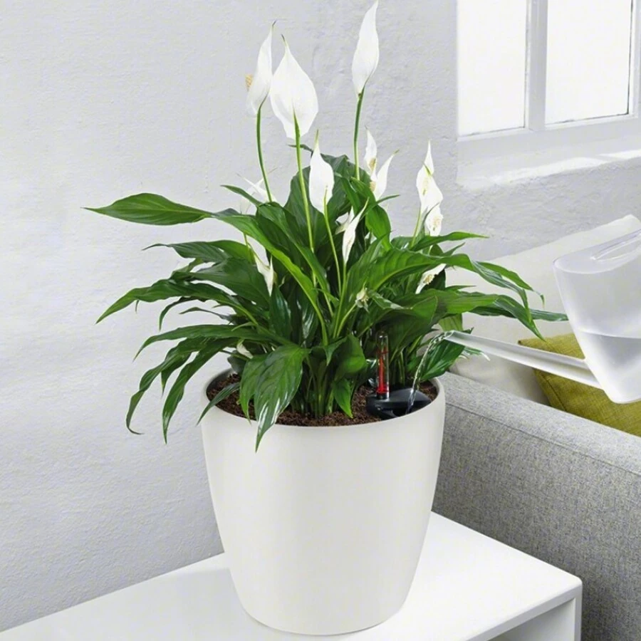 Спатифиллум Рондо Spathiphyllum Rondo