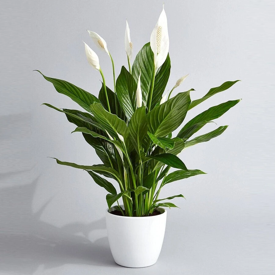Спатифиллум Свит Лауретта Spathiphyllum Sweet Lauretta