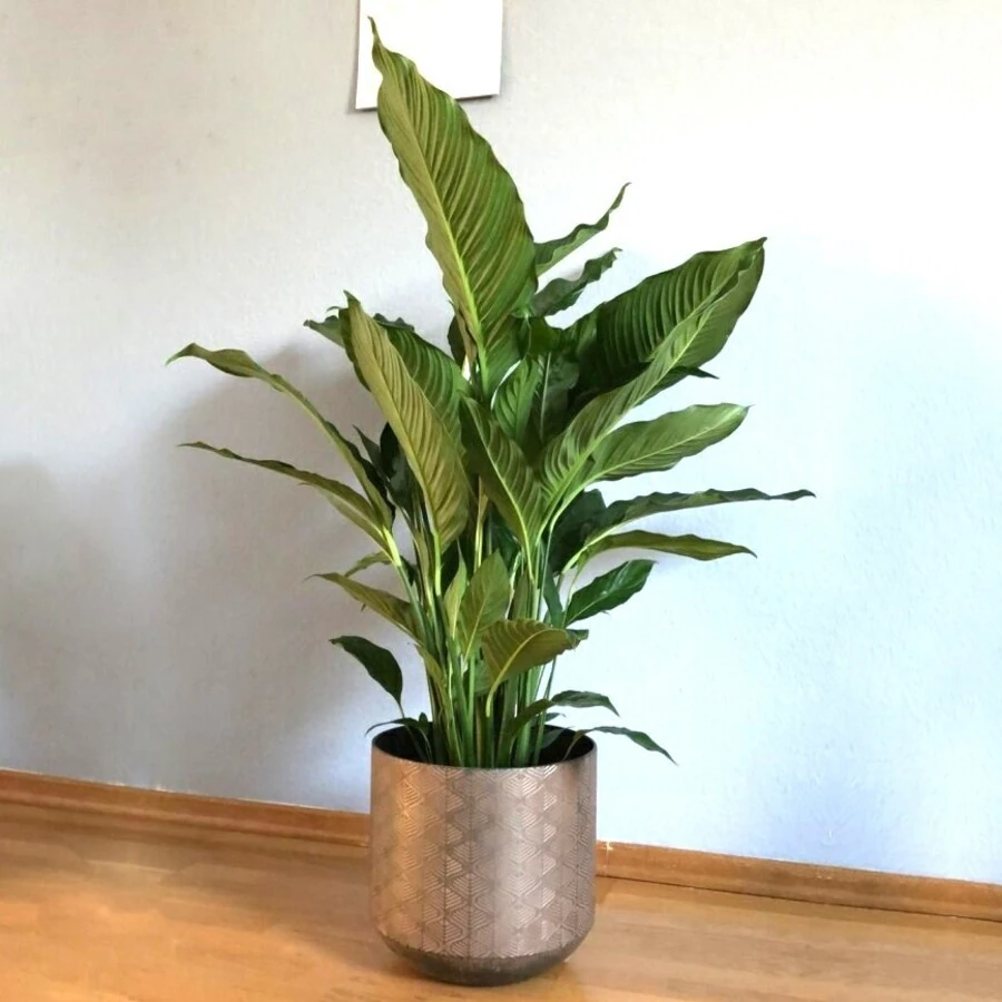 Спатифиллум Свит Рикардо Spathiphyllum Sweet Ricardo