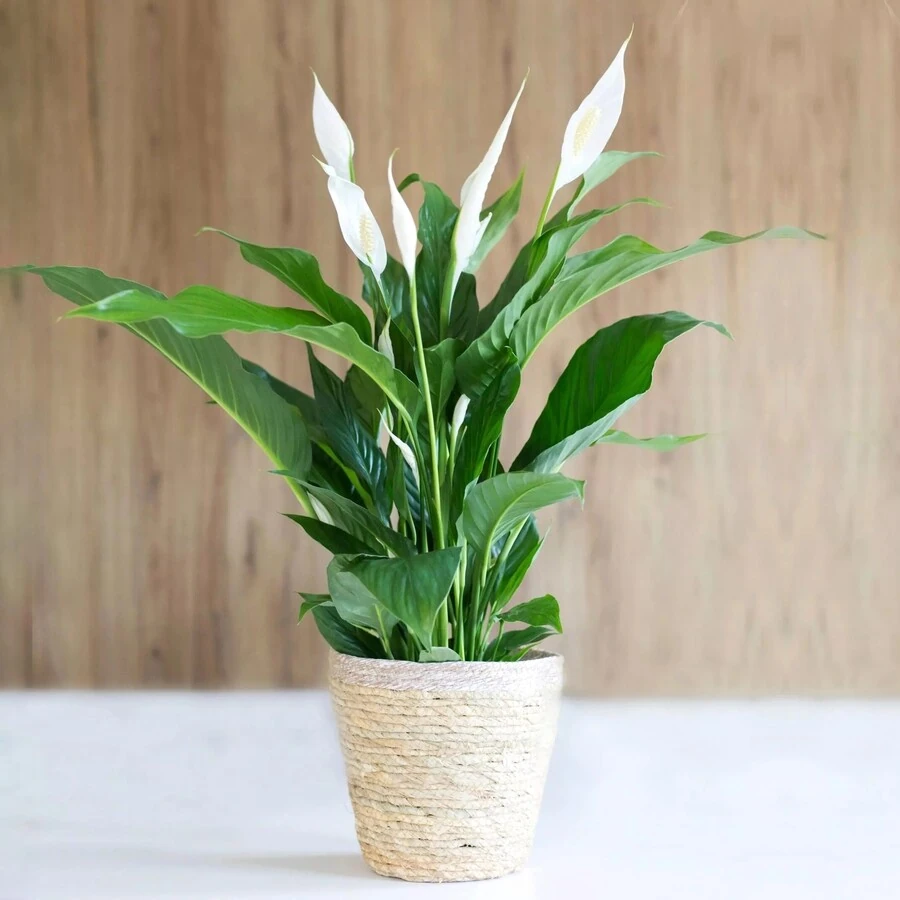Спатифиллум Вайт Слив Spathiphyllum White Sleeve