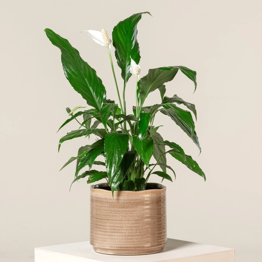 Спатифиллум Свит Чико Spathiphyllum Sweet Chico