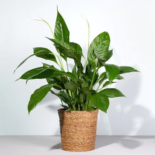 Спатифиллум Вивальди Spathiphyllum Vivaldi