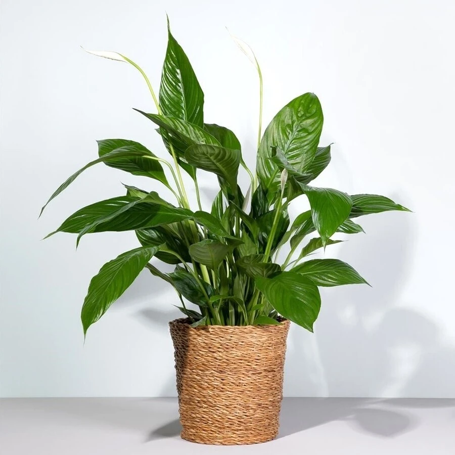 Спатифиллум Вивальди Spathiphyllum Vivaldi