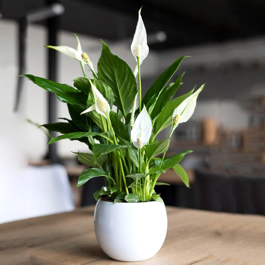 Спатифиллум Перл Купидо Spathiphyllum Pearl Cupido