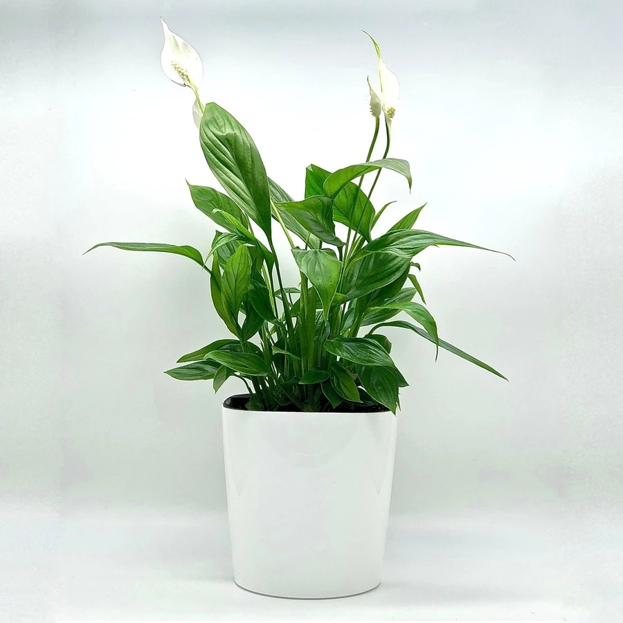 Спатифиллум Купидо в белой керамике Сантос Spathifhyllum Cupido in Santos Ceramic White