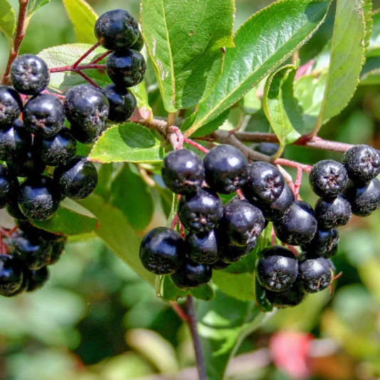 Арония сливолистная "Викинг" Aronia x prunifolia 'Viking'