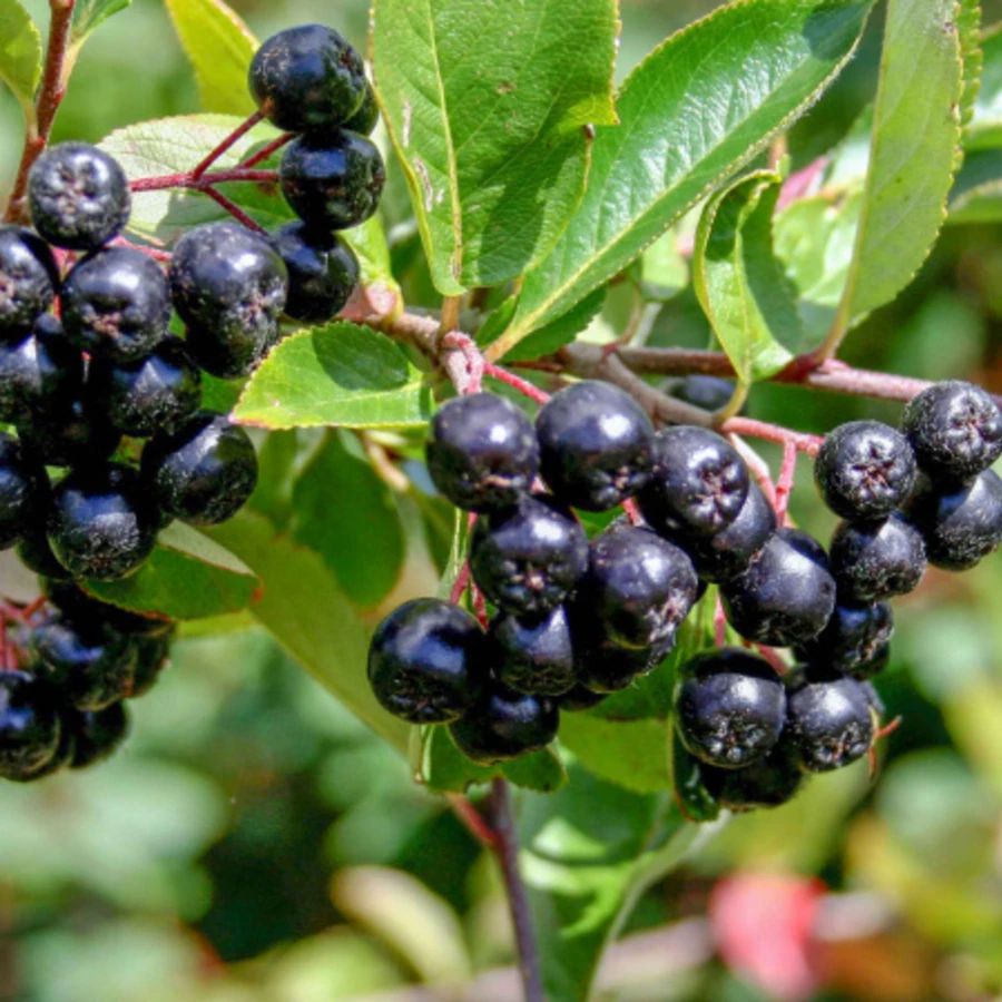 Арония сливолистная "Викинг" Aronia x prunifolia 'Viking'