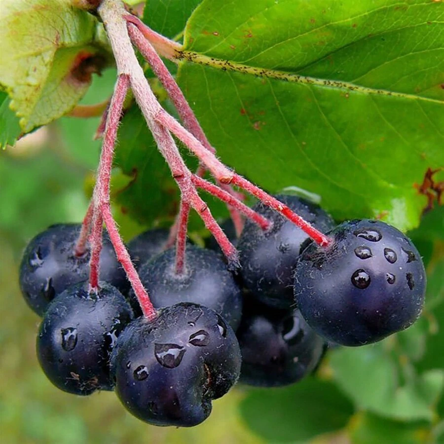 Арония сливолистная "Неро" Aronia x prunifolia "Nero"