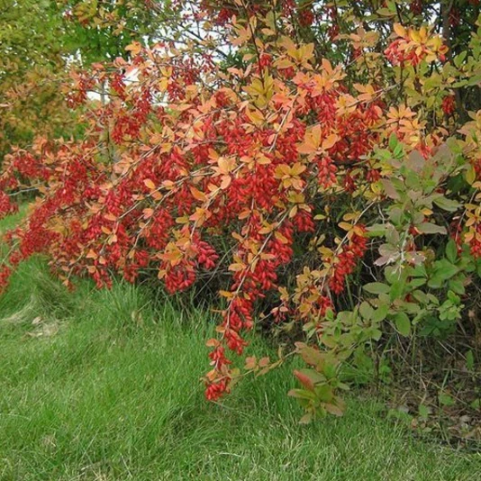 Барбарис амурский Berberis amurensis