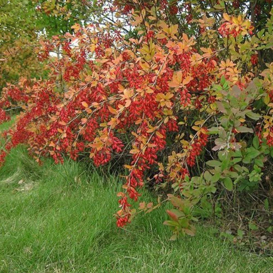 Барбарис амурский Berberis amurensis