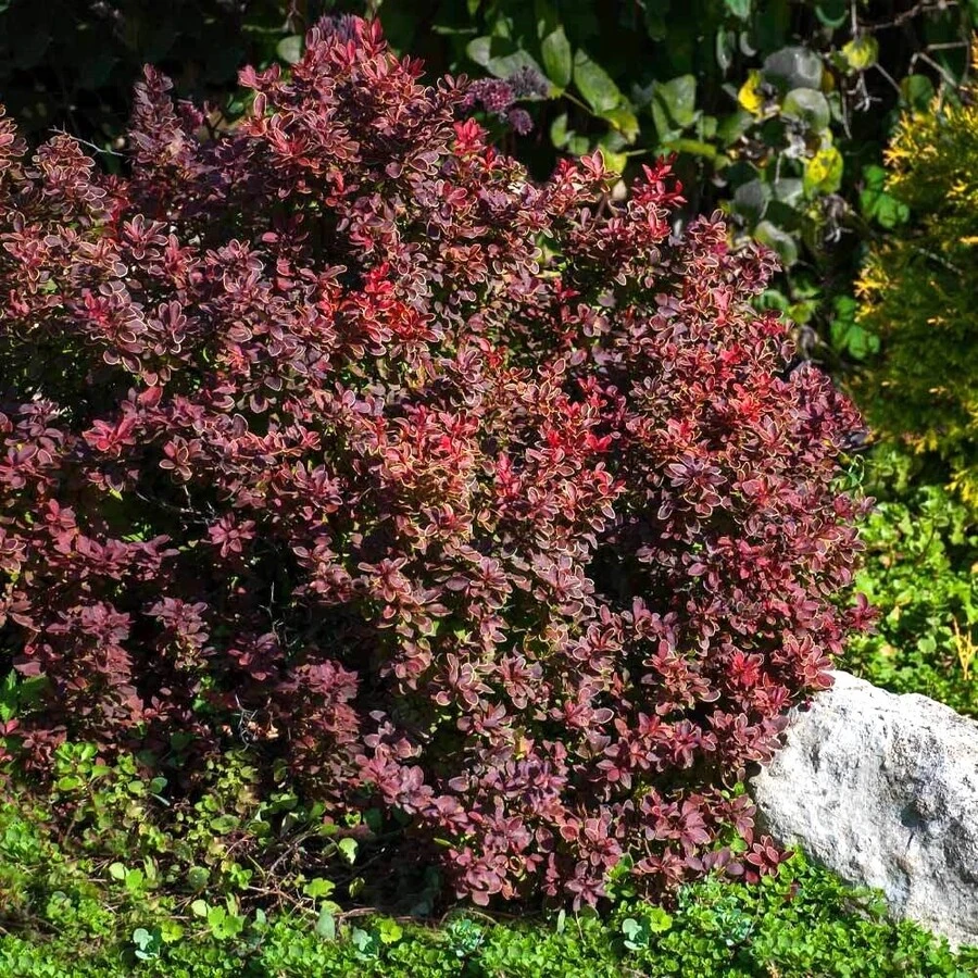 Барбарис Тунберга "Адмирейшн" Berberis thunbergii 'Admiration'