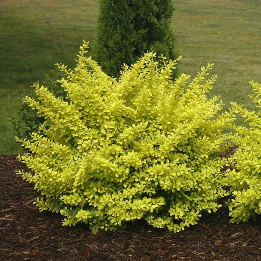 Барбарис Тунберга "Аурея" Berberis thunbergii 'Aurea'