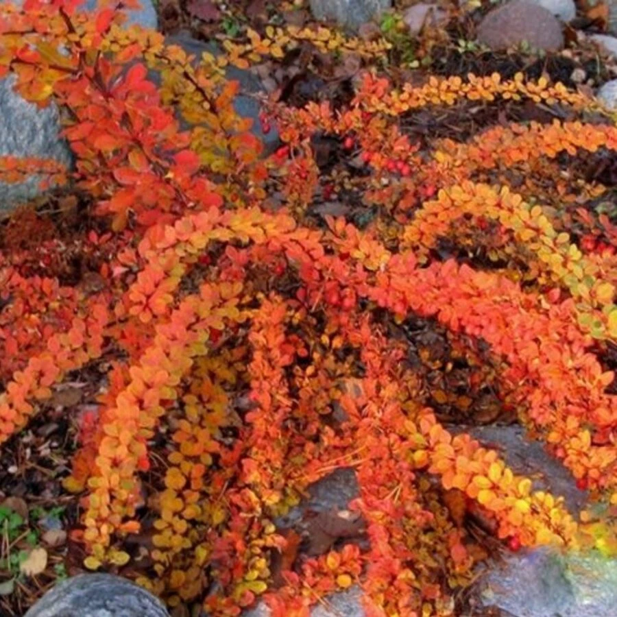 Барбарис Тунберга "Грин Карпет" Berberis thunbergii 'Green Carpet'