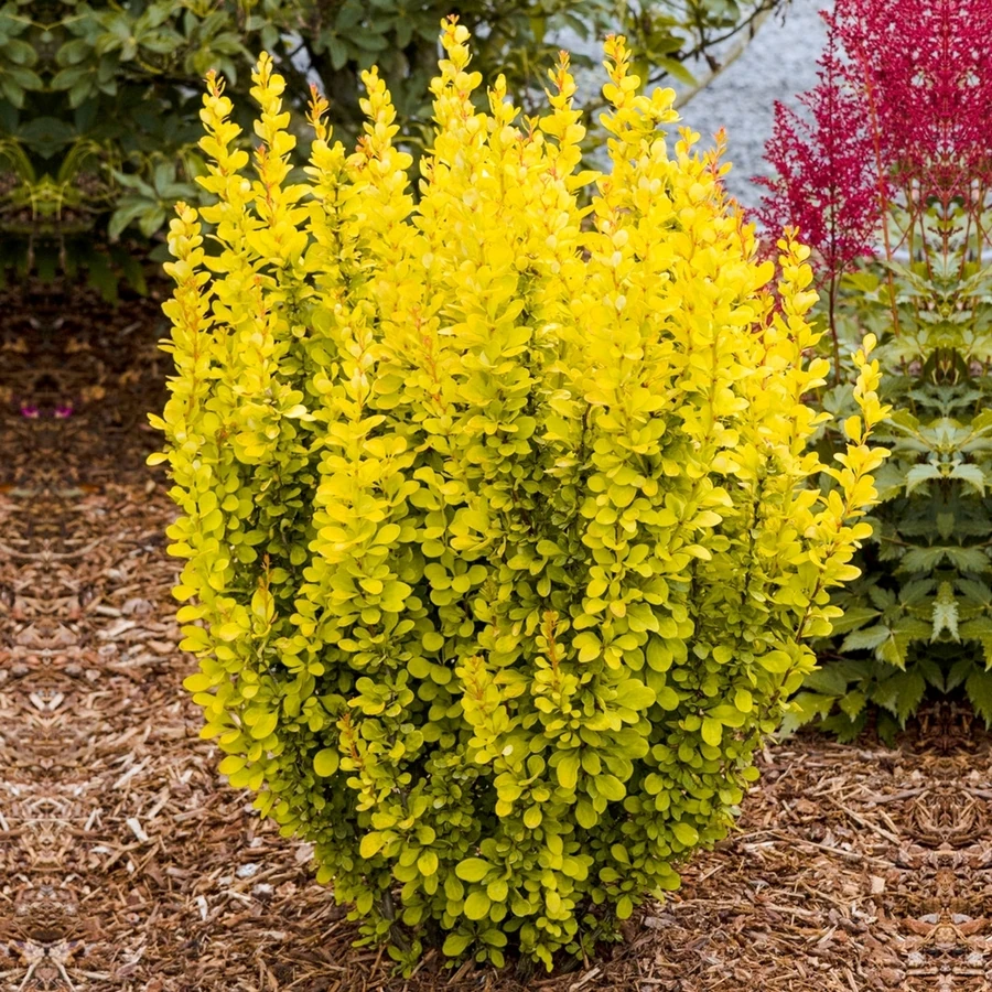 Барбарис Тунберга "Мария" Berberis thunbergii 'Maria'