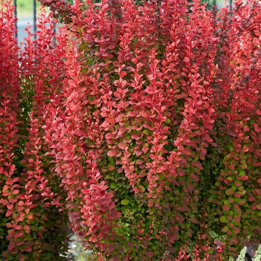 Барбарис Тунберга "Оранж Рокет" Berberis thunbergii 'Orange Rocket'
