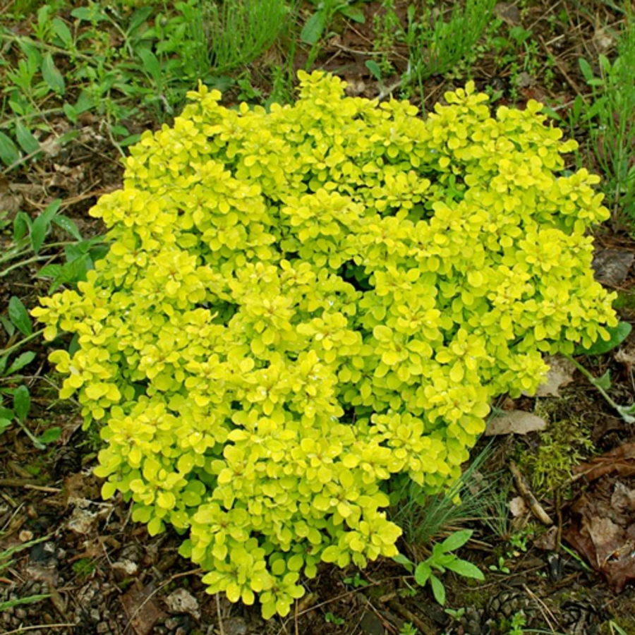 Барбарис Тунберга "Тини Голд" Berberis thunbergii 'Tiny Gold'