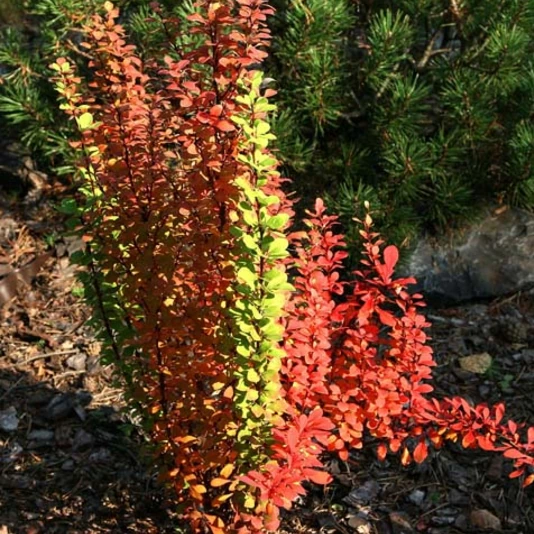 Барбарис Тунберга "Эректа" Berberis thunbergii 'Erecta'