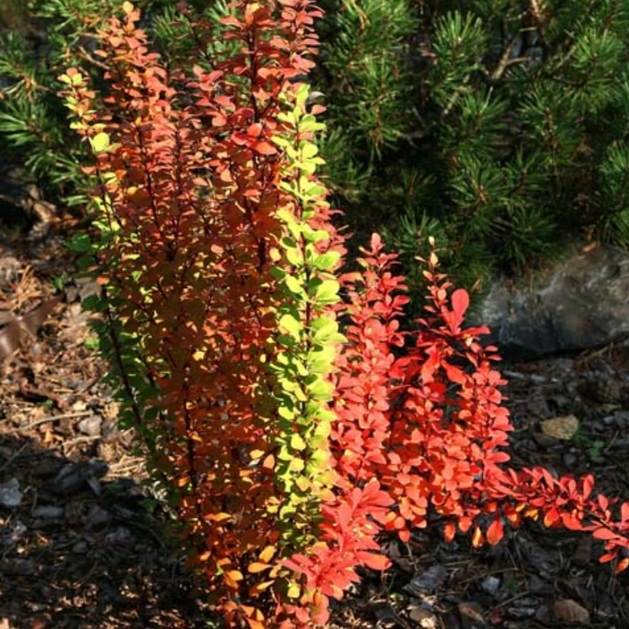 Барбарис Тунберга "Эректа" Berberis thunbergii 'Erecta'