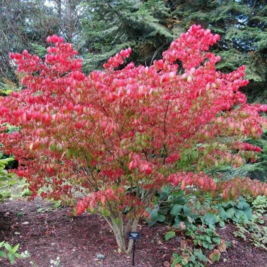 Бересклет европейский Euonymus europaeus