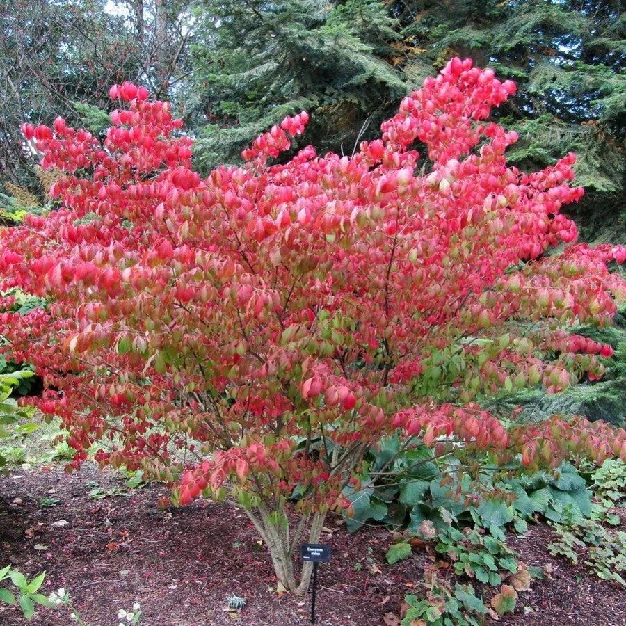 Бересклет европейский Euonymus europaeus