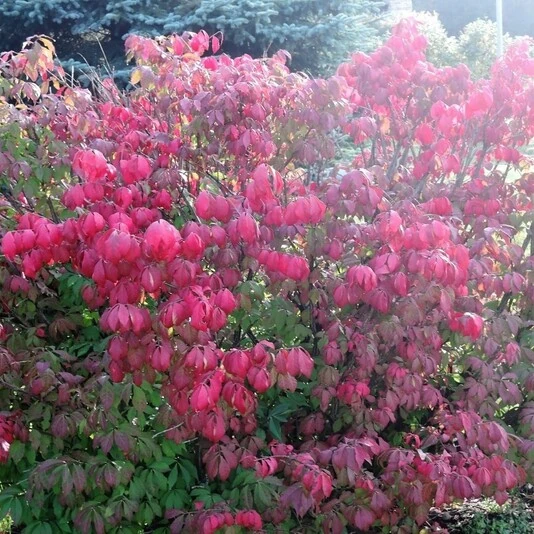 Бересклет сахалинский Euonymus sachalinensis