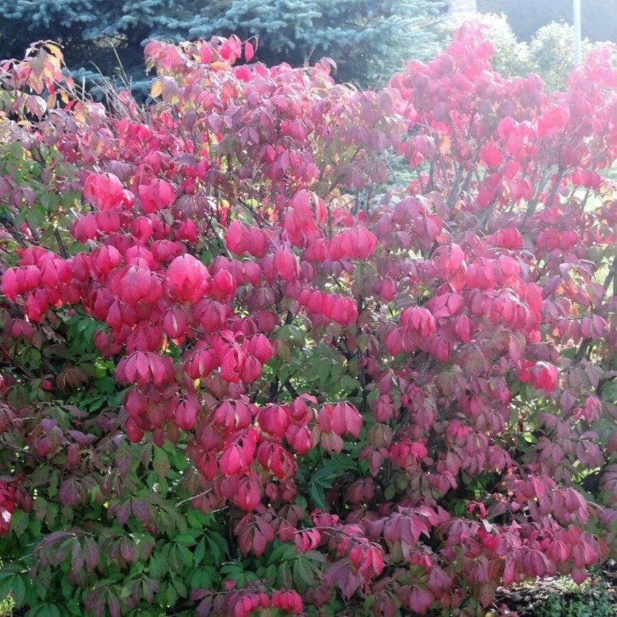 Бересклет сахалинский Euonymus sachalinensis