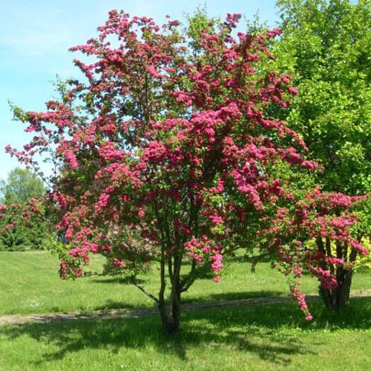 Боярышник средний "Поль Скарлет" Crataegus x media 'Paul's Scarlet'