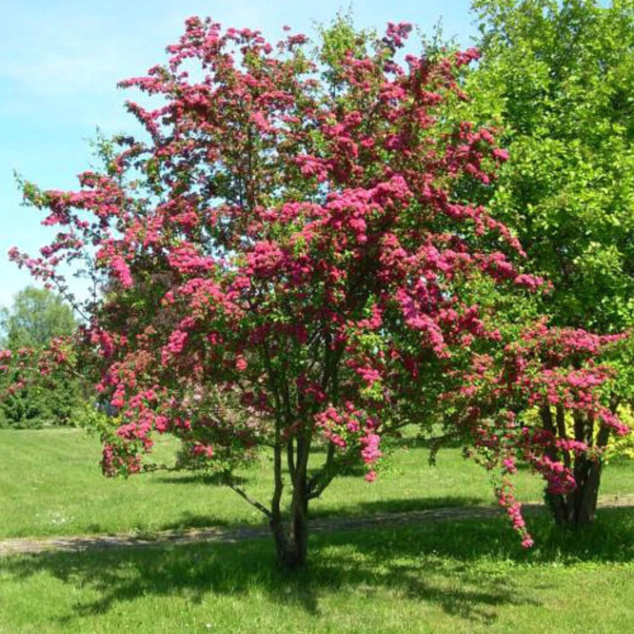 Боярышник средний "Поль Скарлет" Crataegus x media 'Paul's Scarlet'