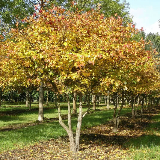 Боярышник сливолистный Crataegus х persimilis