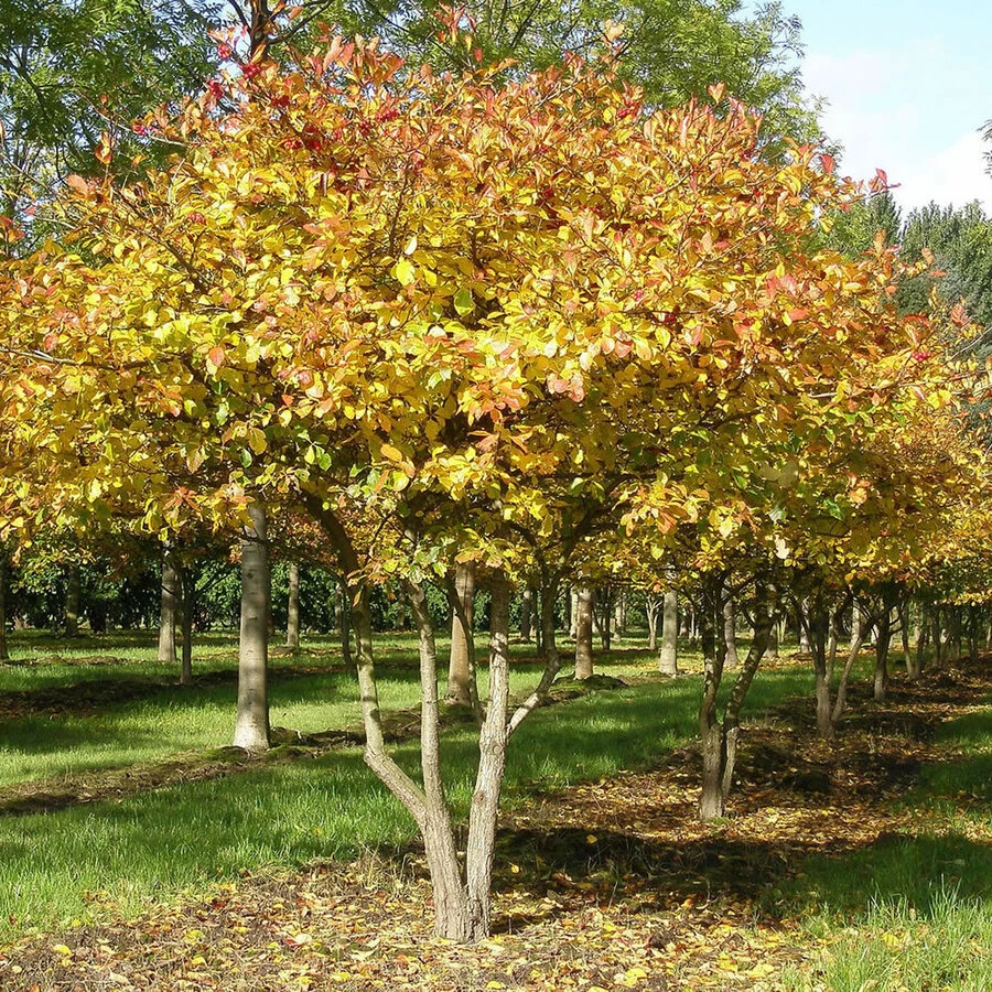 Боярышник сливолистный Crataegus х persimilis