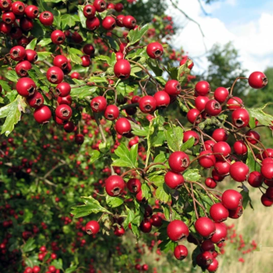 Боярышник однопестичный Crataegus monogyna