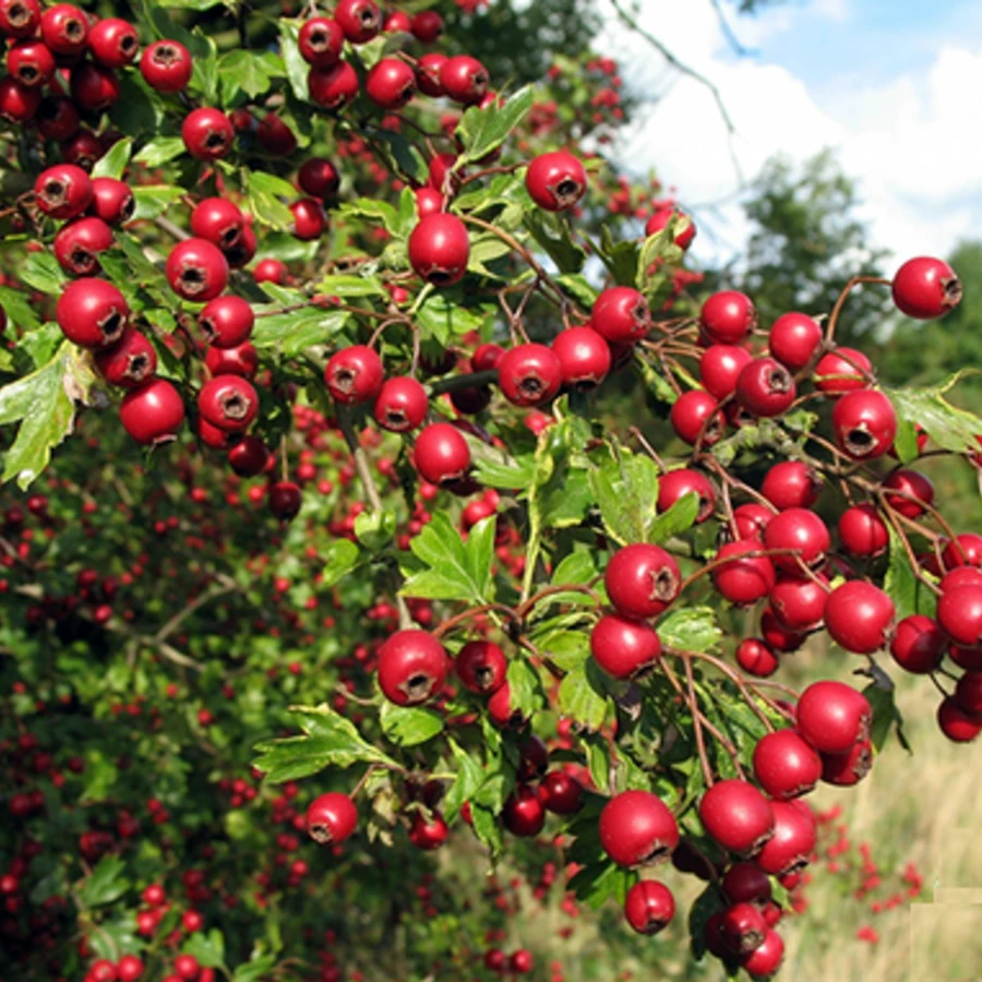 Боярышник однопестичный Crataegus monogyna