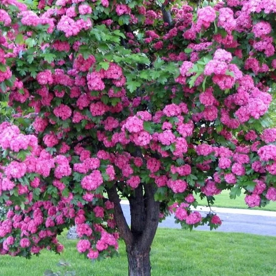 Боярышник морденский "Тоба" Crataegus mordenensis 'Toba'