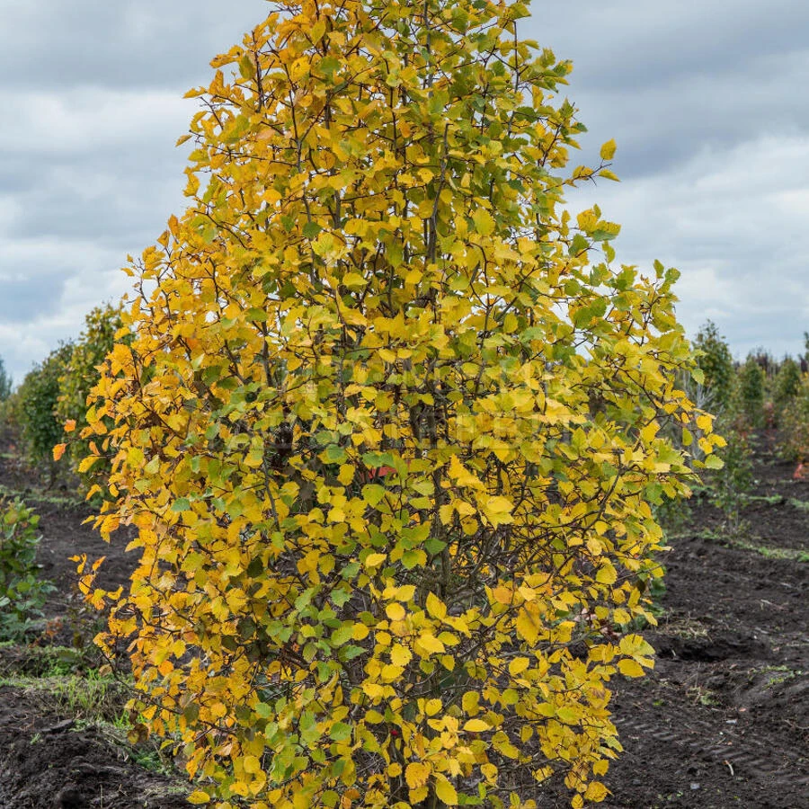Боярышник Арнольда Crataegus arnoldiana