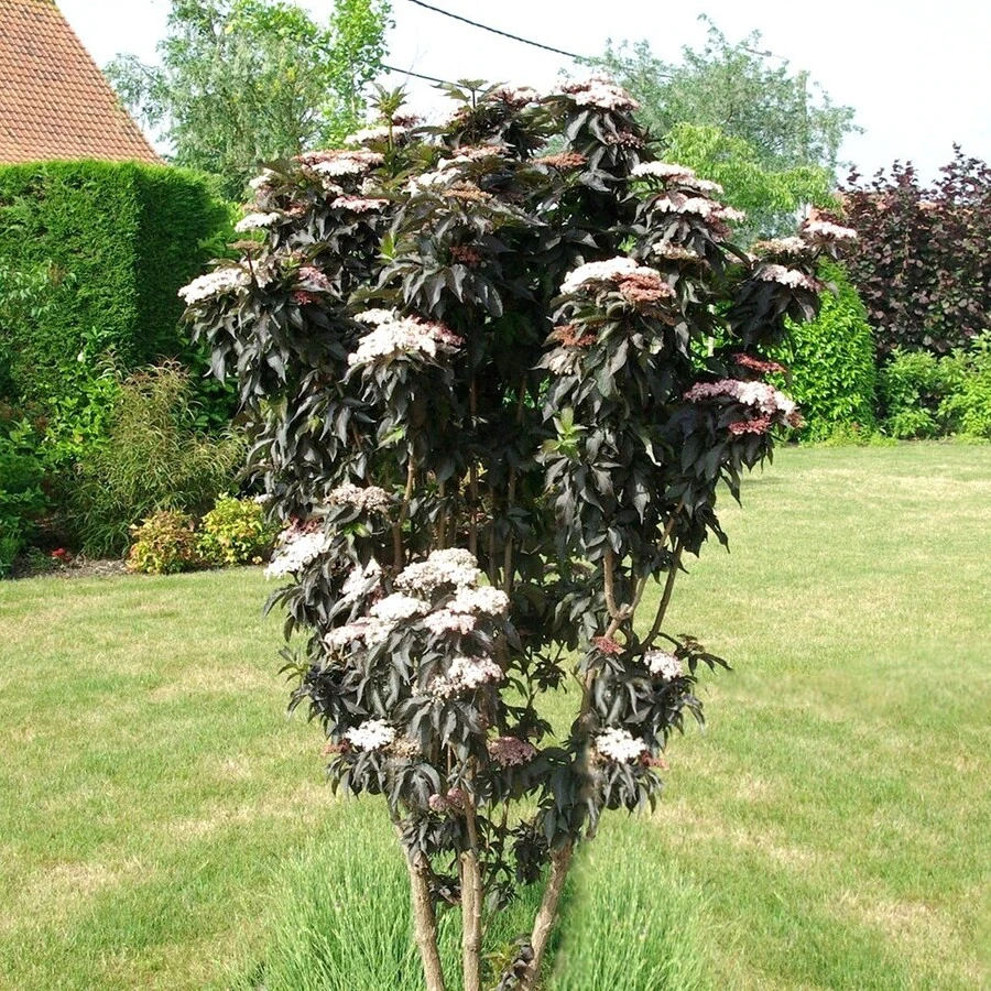 Бузина черная "Блэк Тауэр" Sambucus nigra 'Black Tower'
