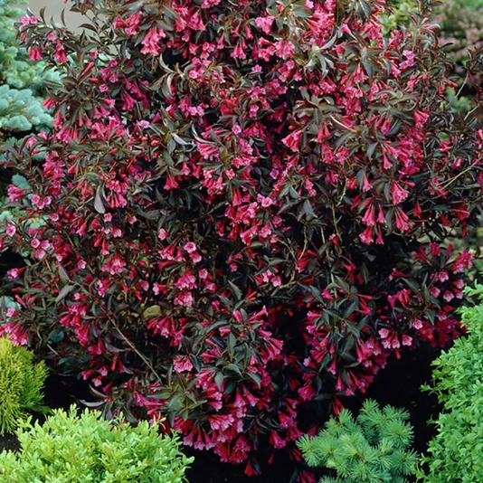 Вейгела цветущая "Александра" Weigela florida 'Alexandra'