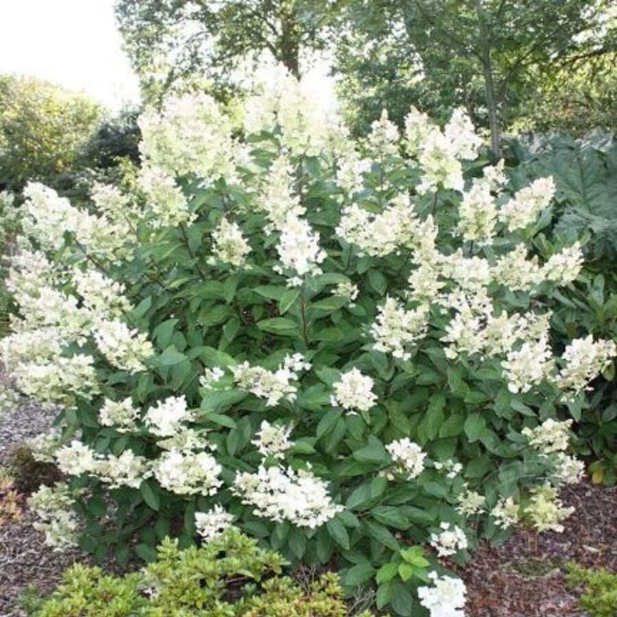 Гортензия метельчатая "Флорибунда" Hydrangea paniculata 'Floribunda'