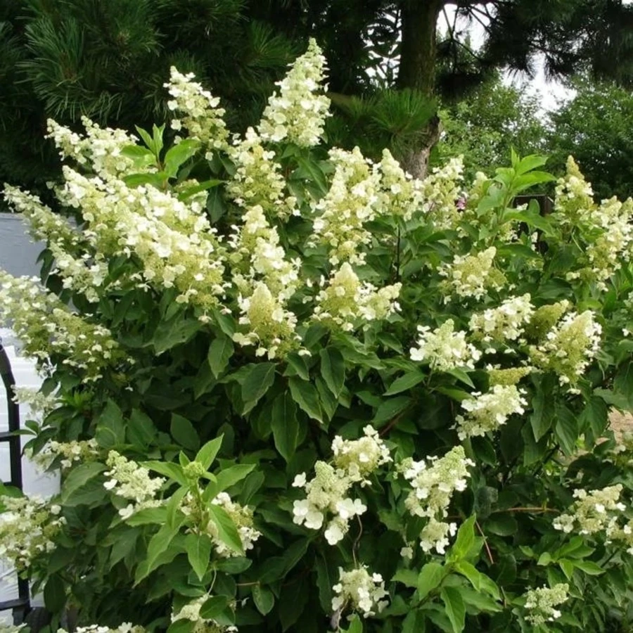 Гортензия метельчатая "Уник" Hydrangea paniculata 'Unique'
