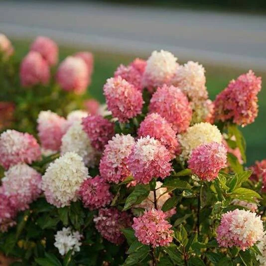 Гортензия метельчатая "Тач оф Пинк" Hydrangea paniculata 'Touch of Pink'