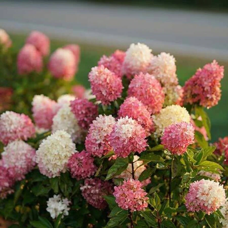 Гортензия метельчатая "Тач оф Пинк" Hydrangea paniculata 'Touch of Pink'