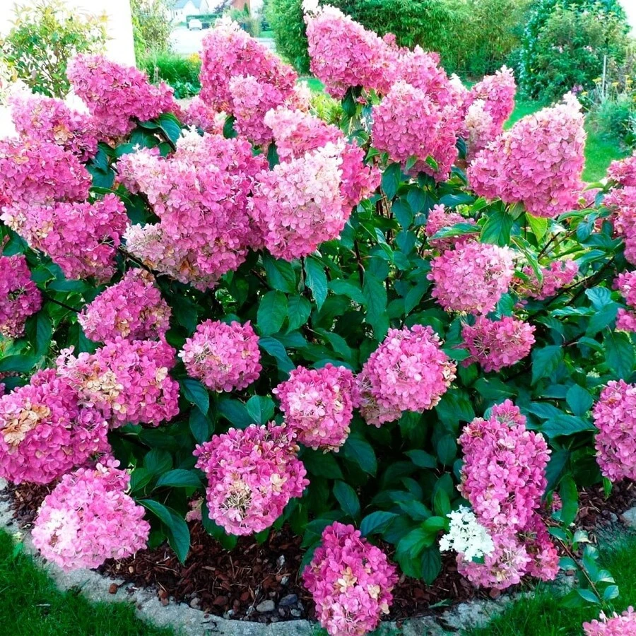 Гортензия метельчатая "Сандей Фрейз" Hydrangea paniculata 'Sundae Fraise'