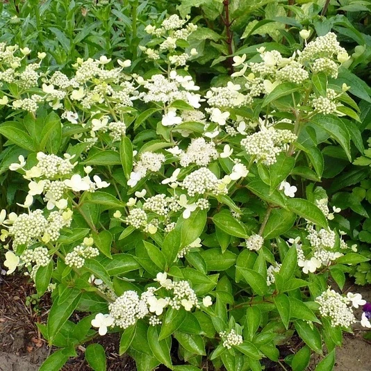 Гортензия метельчатая "Прим Уайт" Hydrangea paniculata 'Prim White'