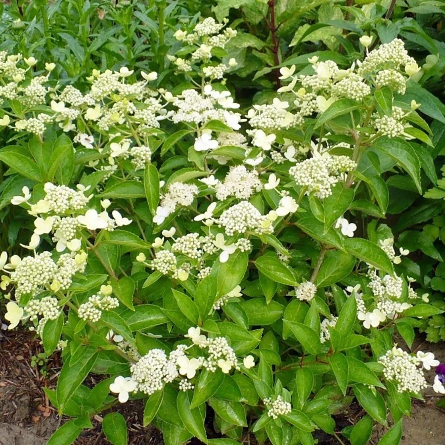 Гортензия метельчатая "Прим Уайт" Hydrangea paniculata 'Prim White'