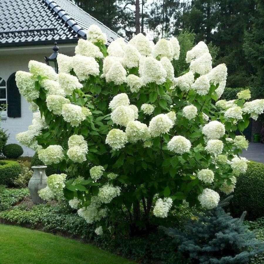 Гортензия метельчатая "Полар Биар" Hydrangea paniculata ‘Polar Bear’
