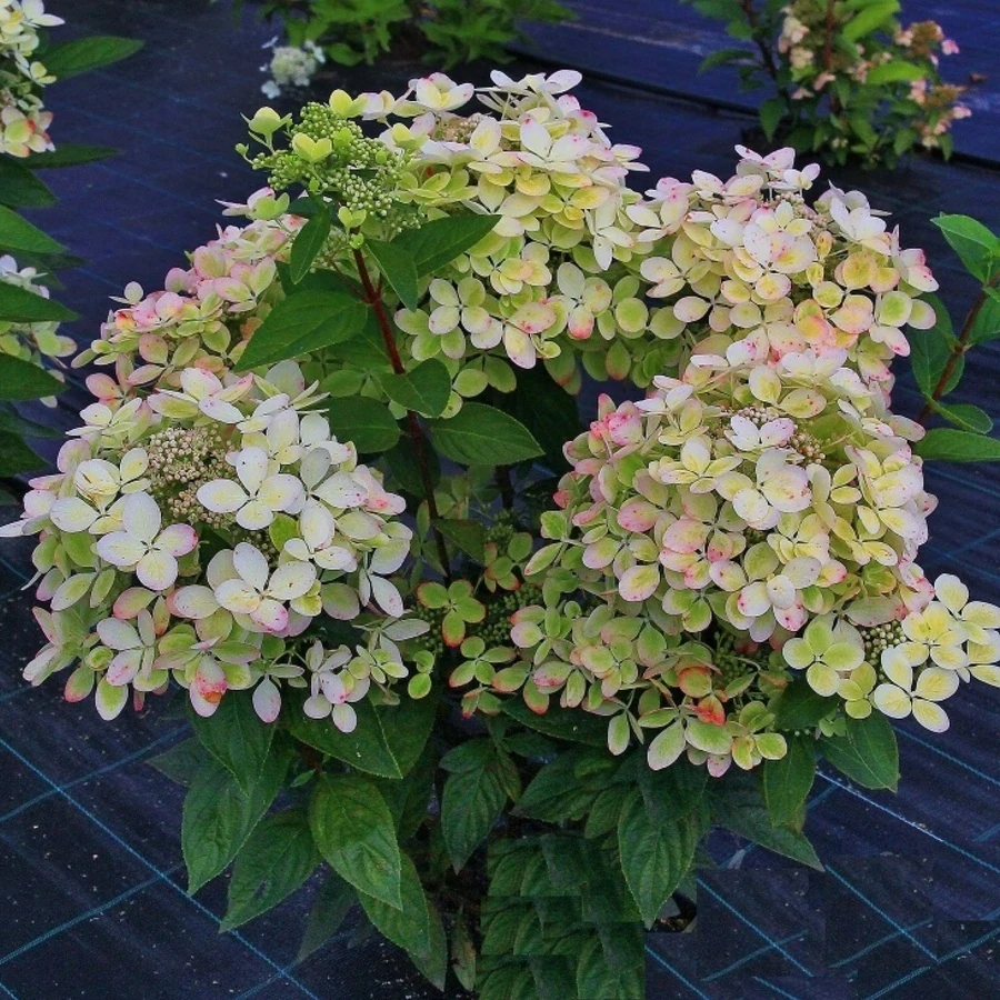 Гортензия метельчатая "Пастель Грин" Hydrangea paniculata "Pastelgreen"