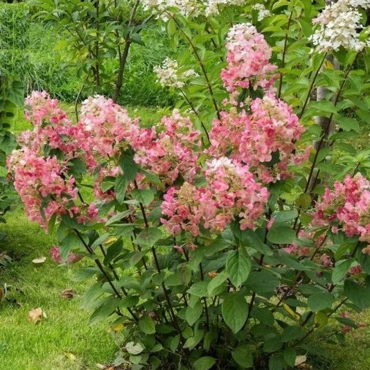 Гортензия метельчатая "Мейджикл Файер" Hydrangea paniculata 'Magical Fire'