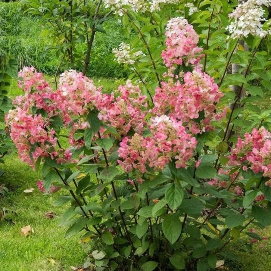 Гортензия метельчатая "Мейджикл Файер" Hydrangea paniculata 'Magical Fire'