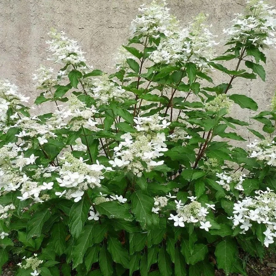 Гортензия метельчатая "Мейджикл Старлайт" Hydrangea paniculata 'Magical Starlight'