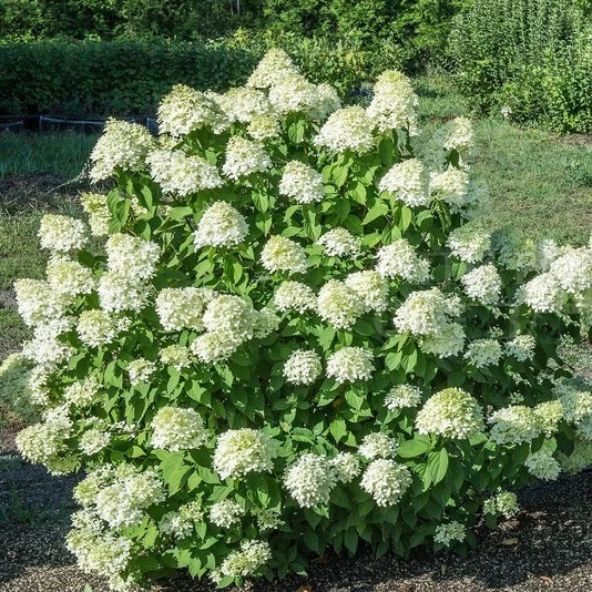 Гортензия метельчатая "Лаймлайт" Hydrangea paniculata 'Limelight'